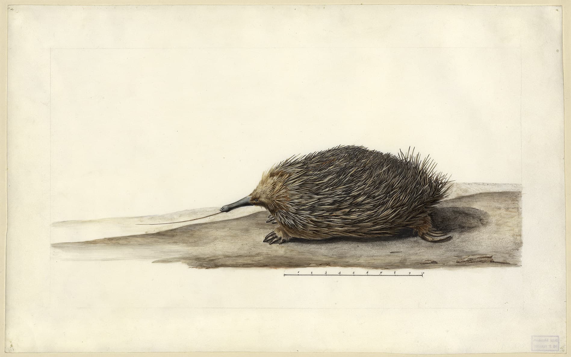 A water colour and pencil artwork of an echidna on the ground, showing its spiky quills, and with its long tongue extended