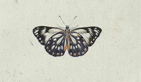 A water colour image of a butterfly with its wings extended, in colours of black, cream, grey and brown.