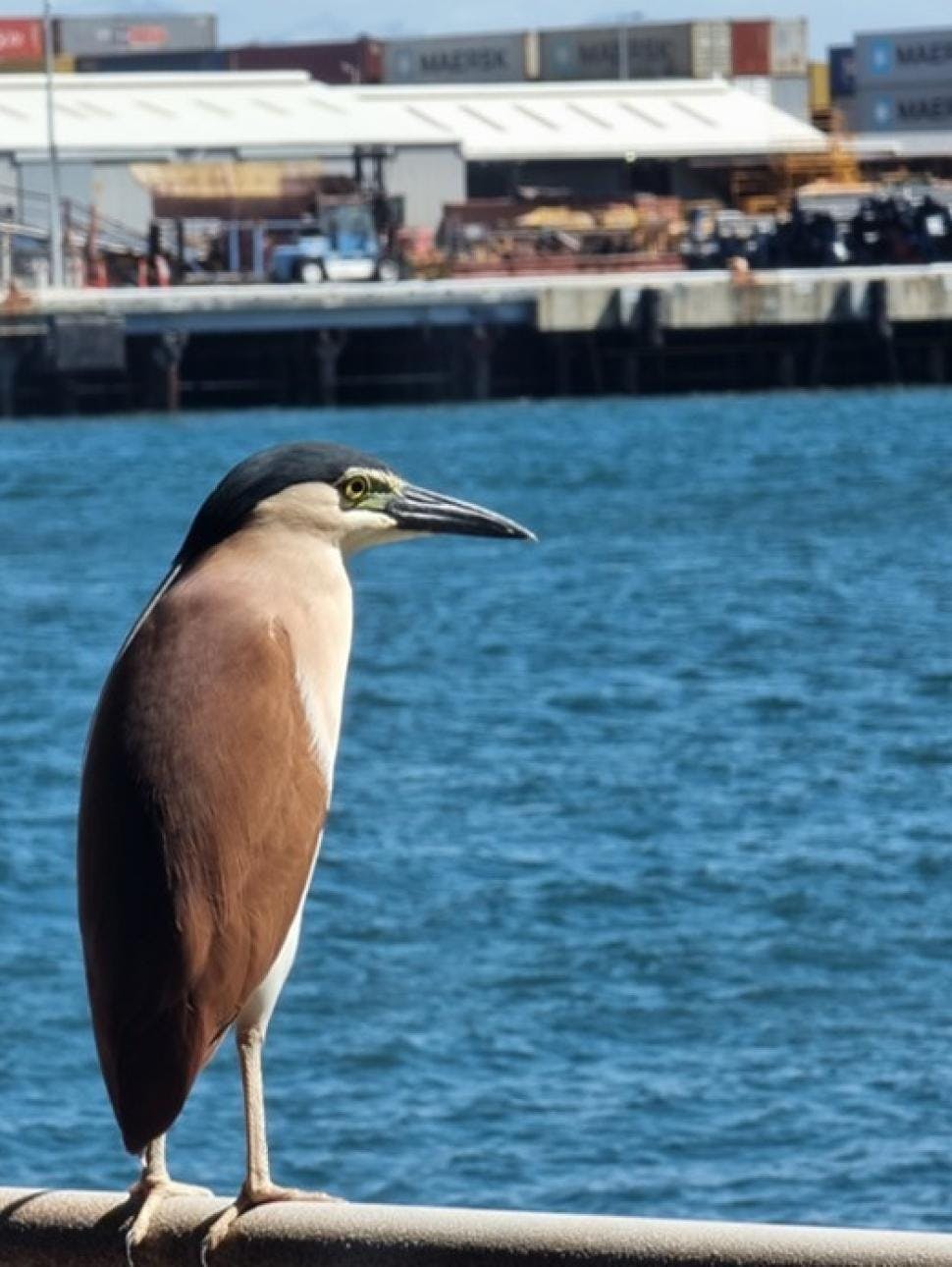 Bird overlooking Fremantle port
