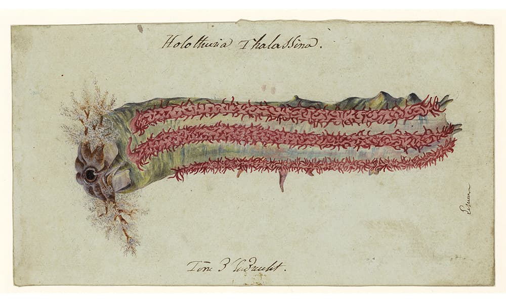 A water colour of a sea cucumber in pink and green tones