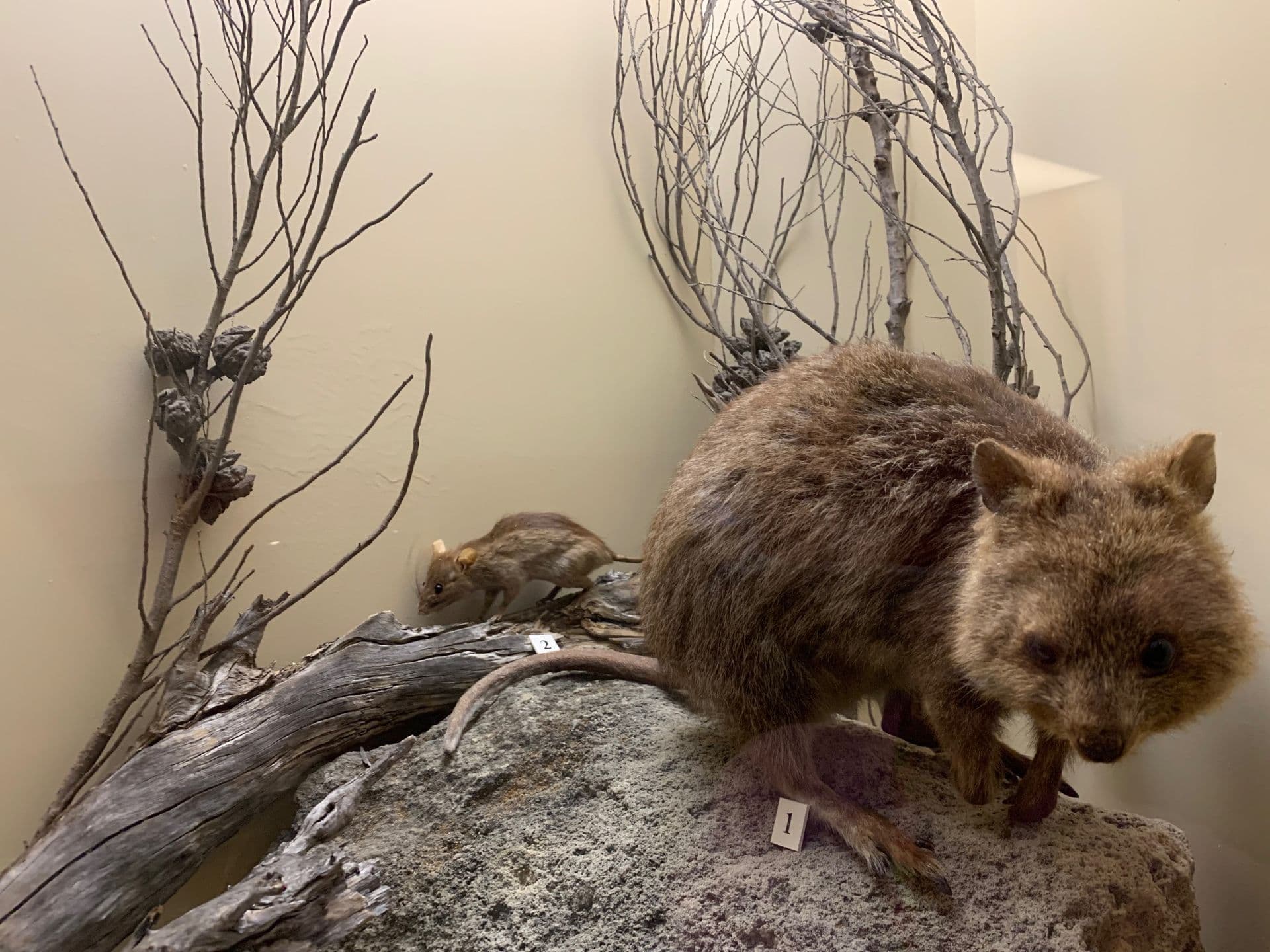 Display case containing a taxidermied quokka and rat, displayed on rocks and branches.