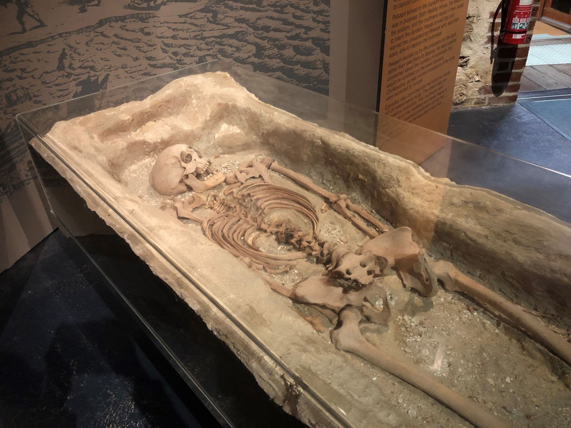 Skeleton