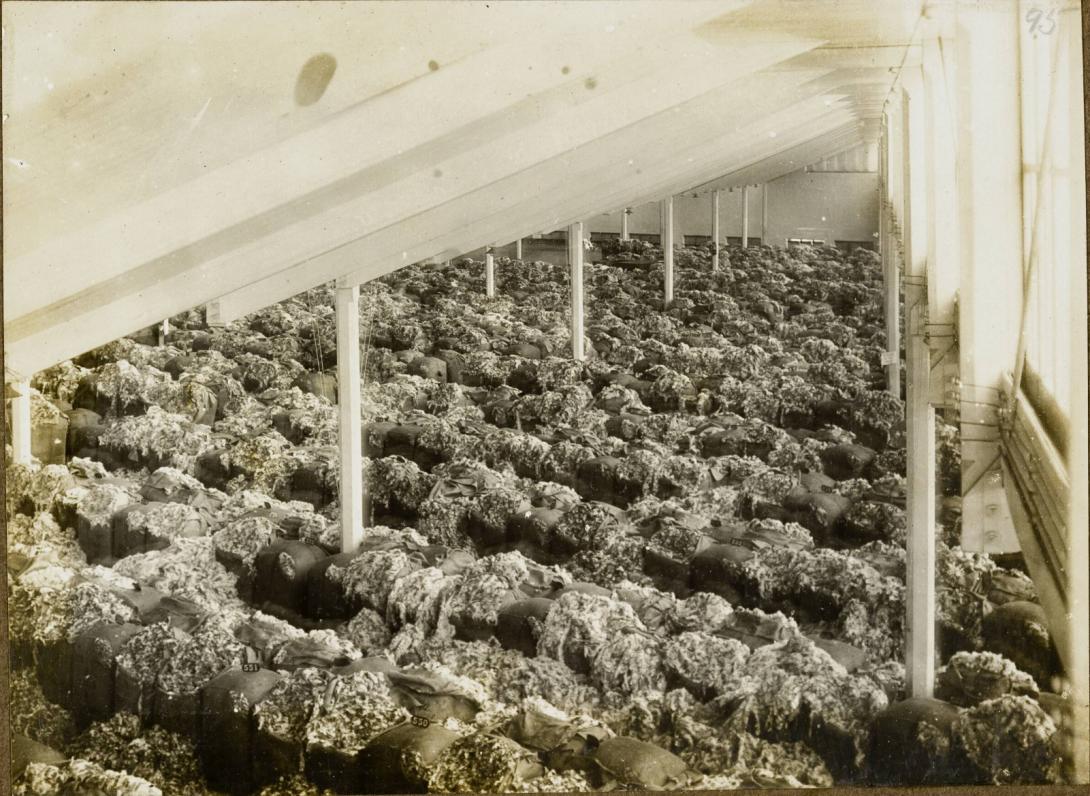 Black and white photo of wool bales spilling, spread across the ceiling of a roof area.